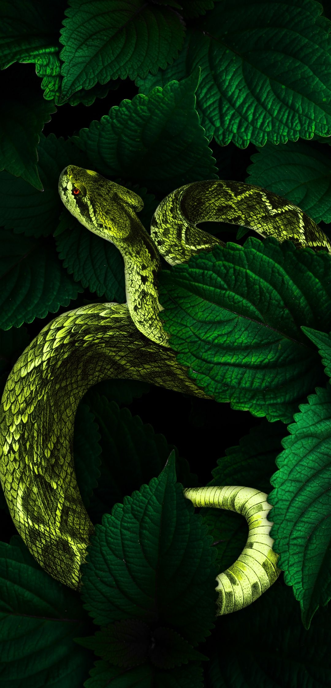 Snake_Wildlife_Animal_HD